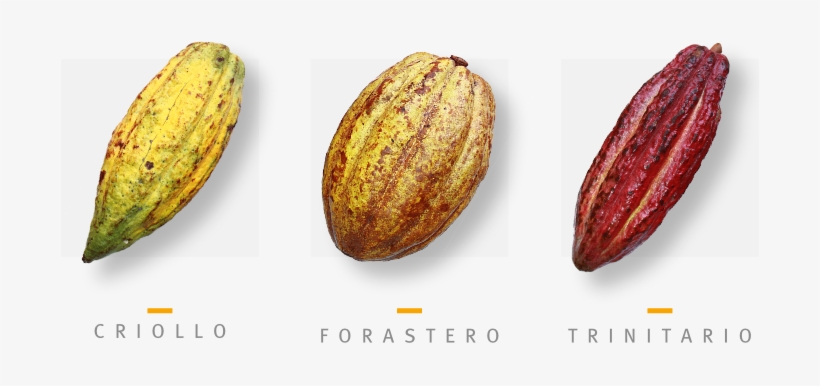 Diferentes tipos de cacau