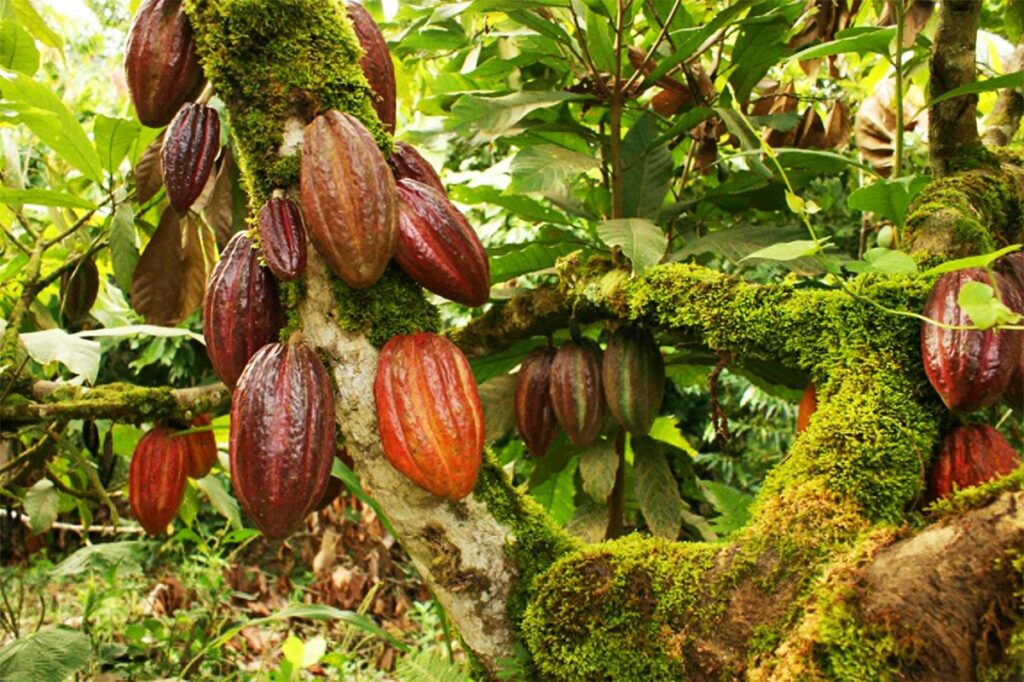 Cacauzeiro com frutos