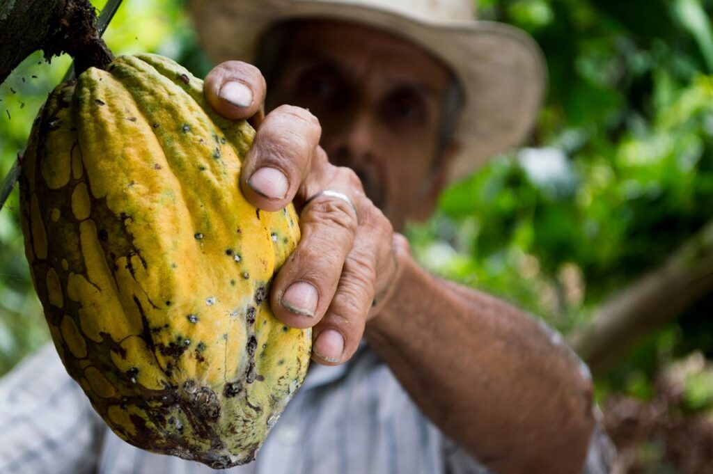 Homem segurando cacau em primeiro plano