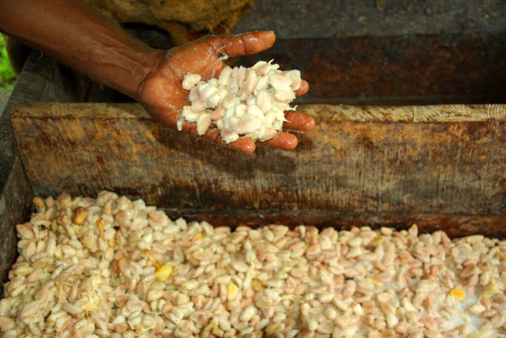 Mão segurando sementes fermentadas de cacau